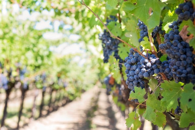 like the grape farming industry, IT staffing faces many changes and challenges